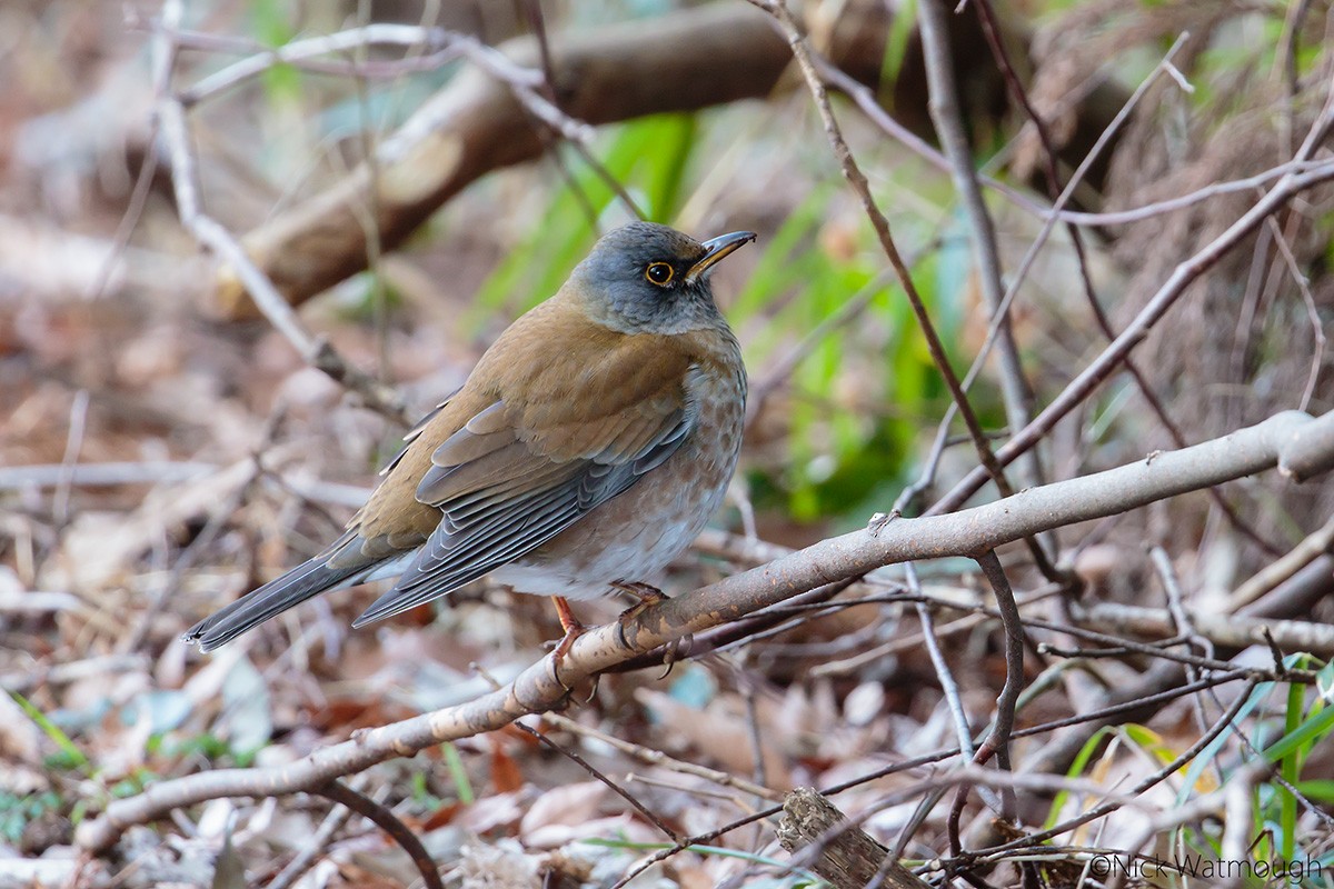 Pale Thrush - ML645799435