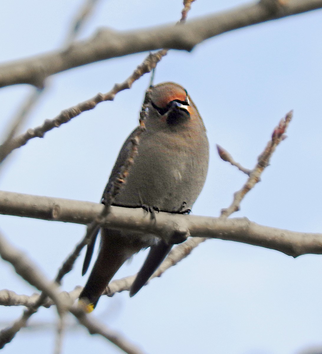 Bohemian Waxwing - ML645799437