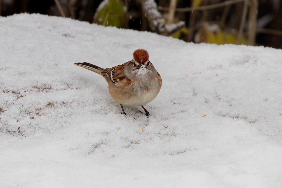 American Tree Sparrow - ML645799444