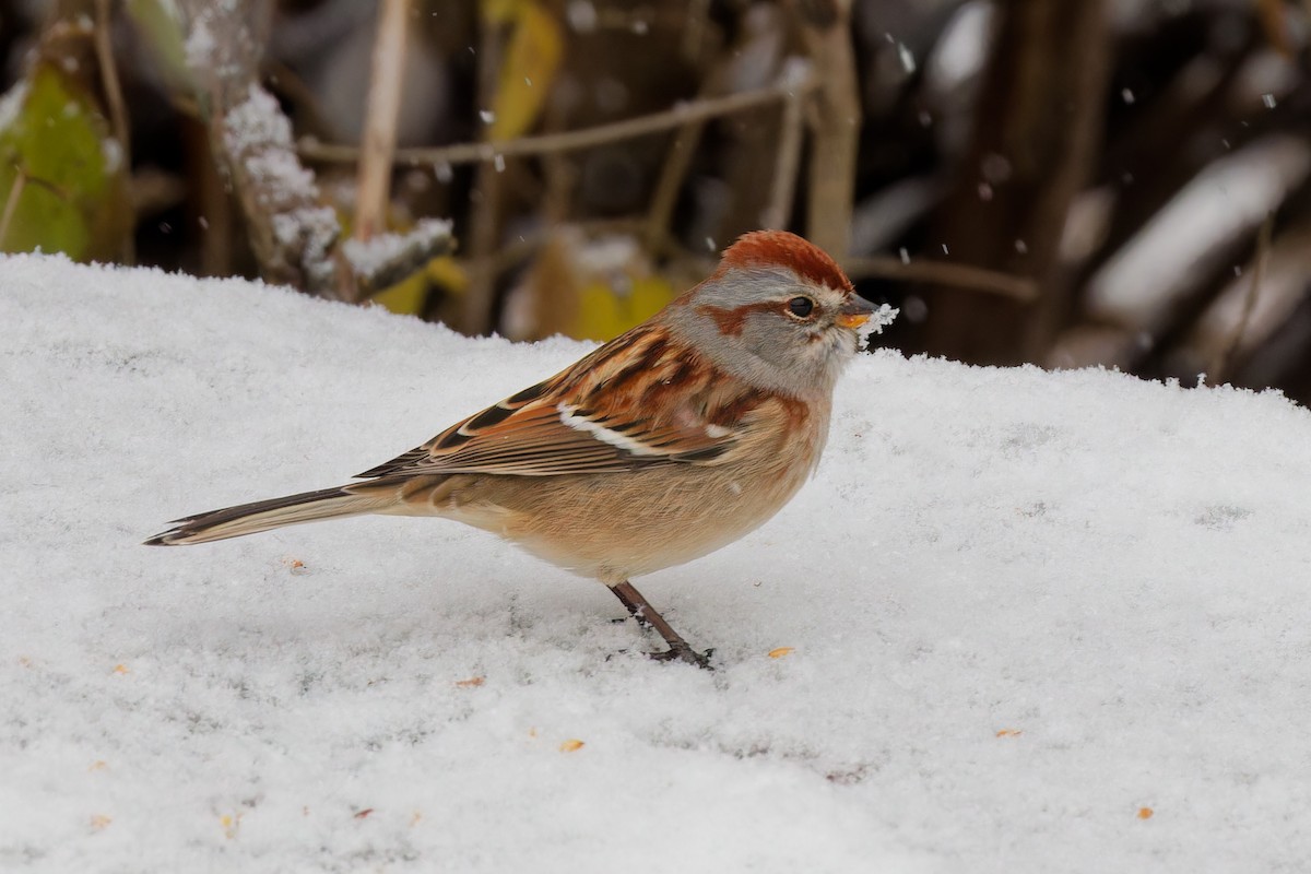 American Tree Sparrow - ML645799446