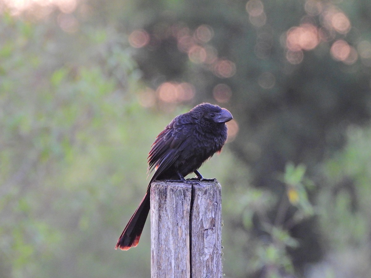 Ані товстодзьобий - ML645799455