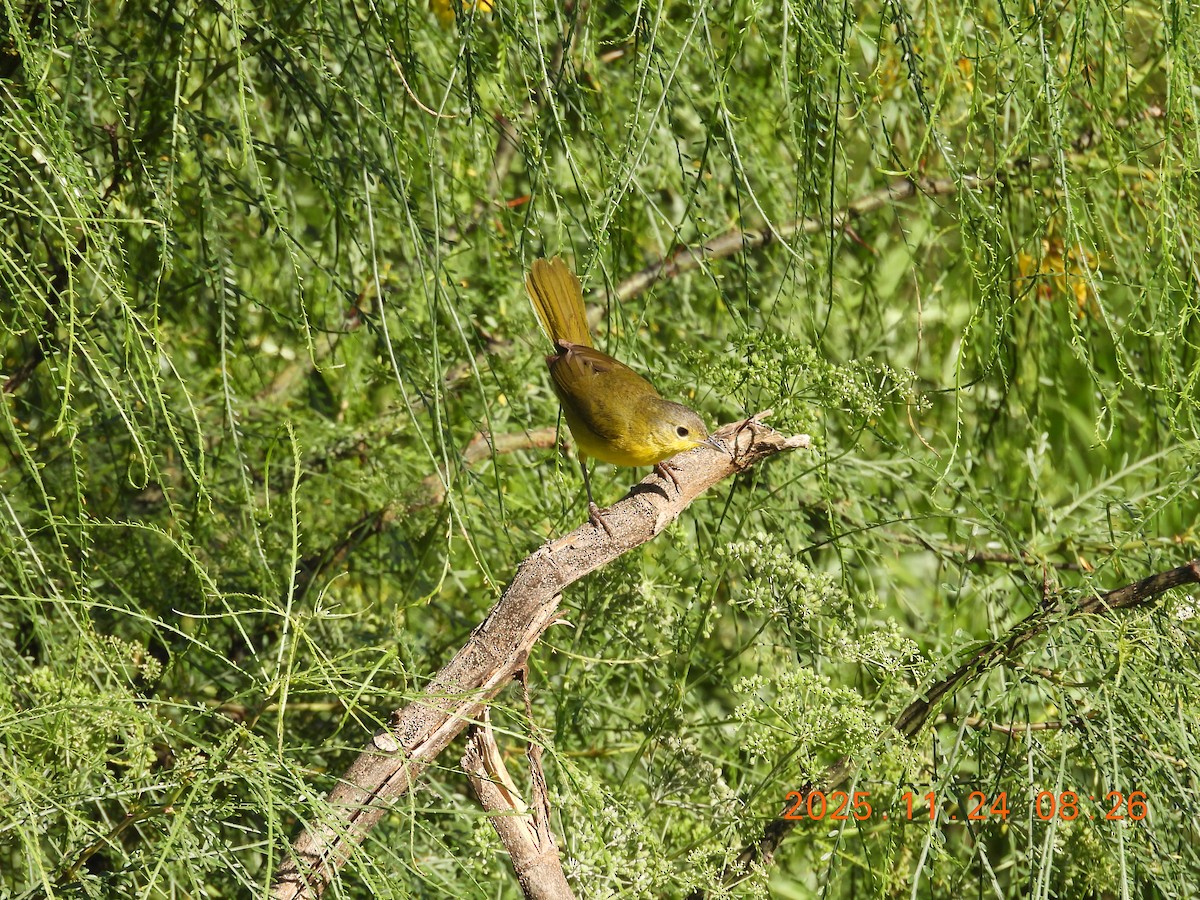 Southern Yellowthroat - ML645799474