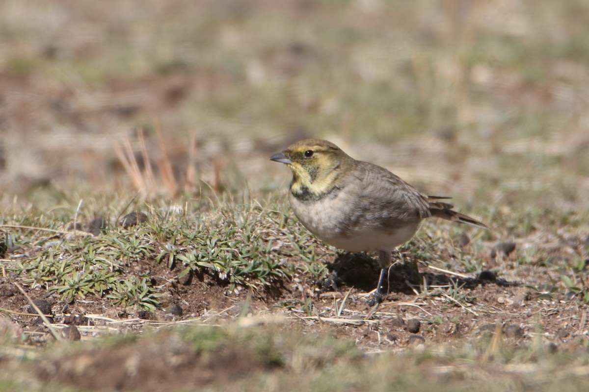 Horned Lark (Atlas) - ML645799490