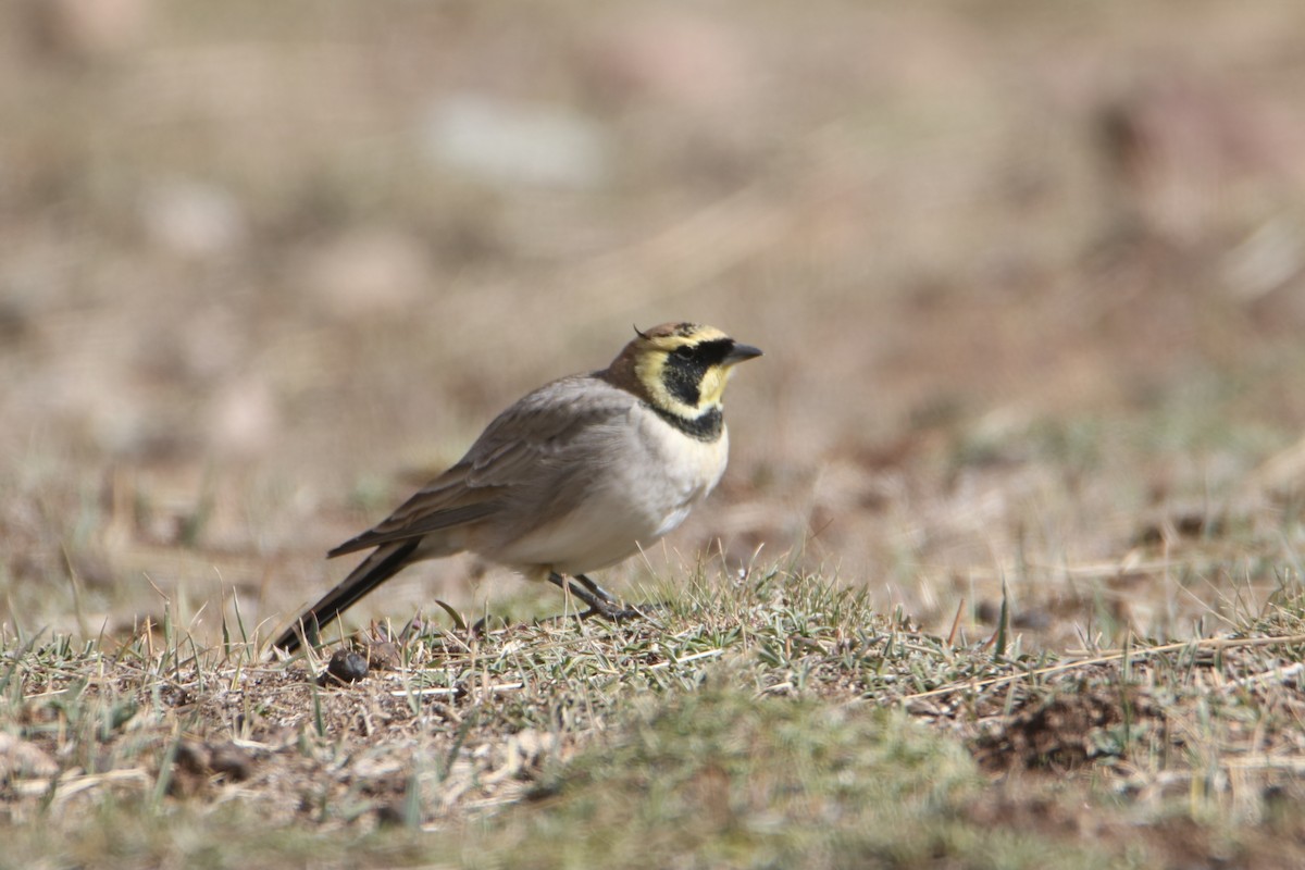 Horned Lark (Atlas) - ML645799491