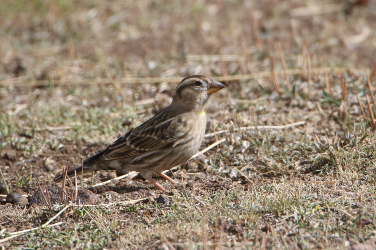 Rock Sparrow - ML645799506