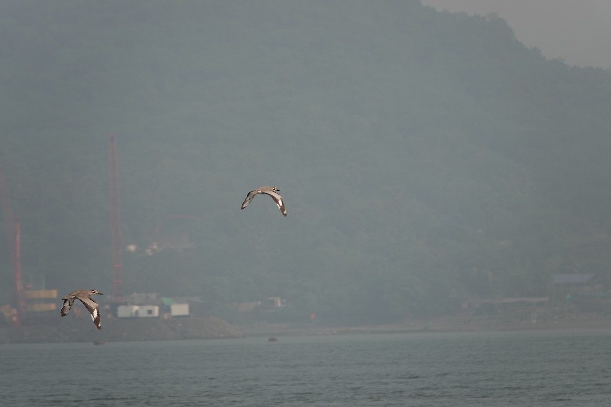 Great Thick-knee - ML645799510