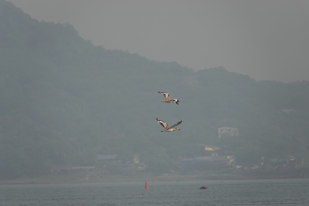 Great Thick-knee - ML645799511