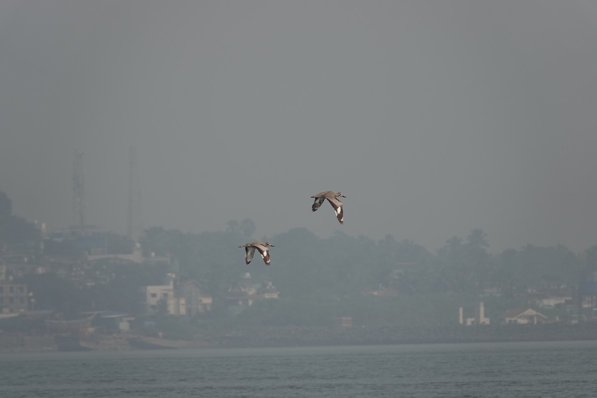 Great Thick-knee - ML645799512