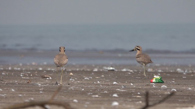 Крабовая авдотка - ML645799520