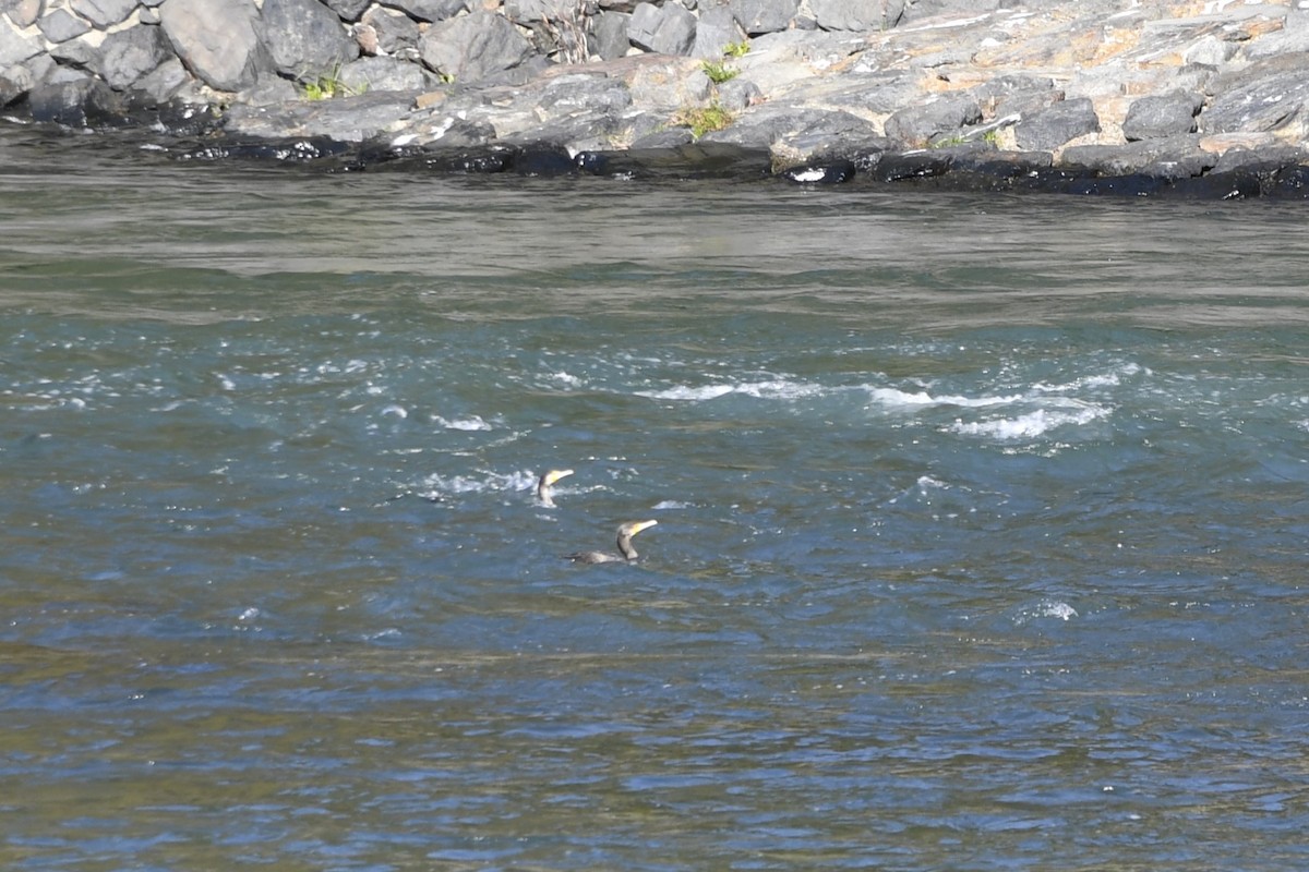 kormorán velký - ML645799524