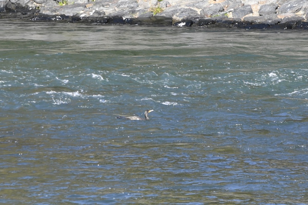 kormorán velký - ML645799525