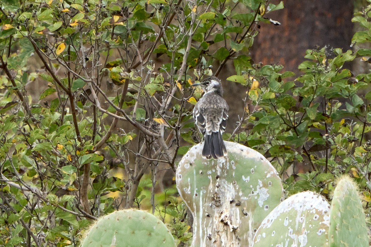 Moqueur de Floreana - ML645799526