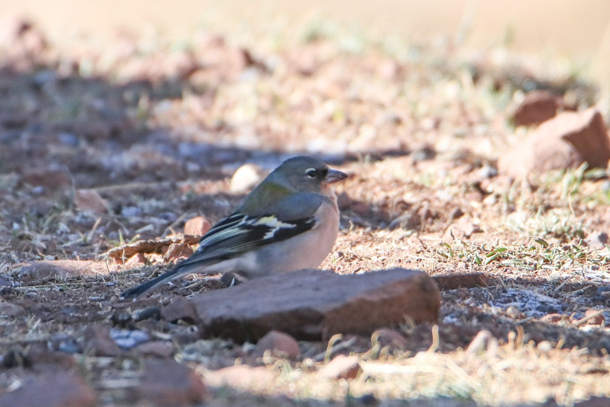 African Chaffinch - ML645799528