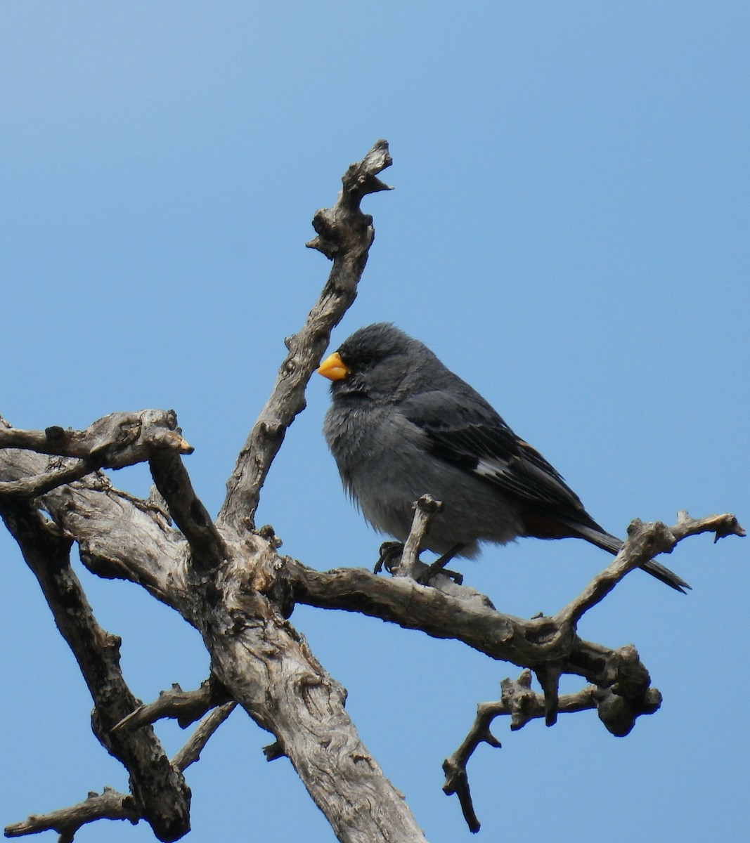 Band-tailed Seedeater - ML645799532