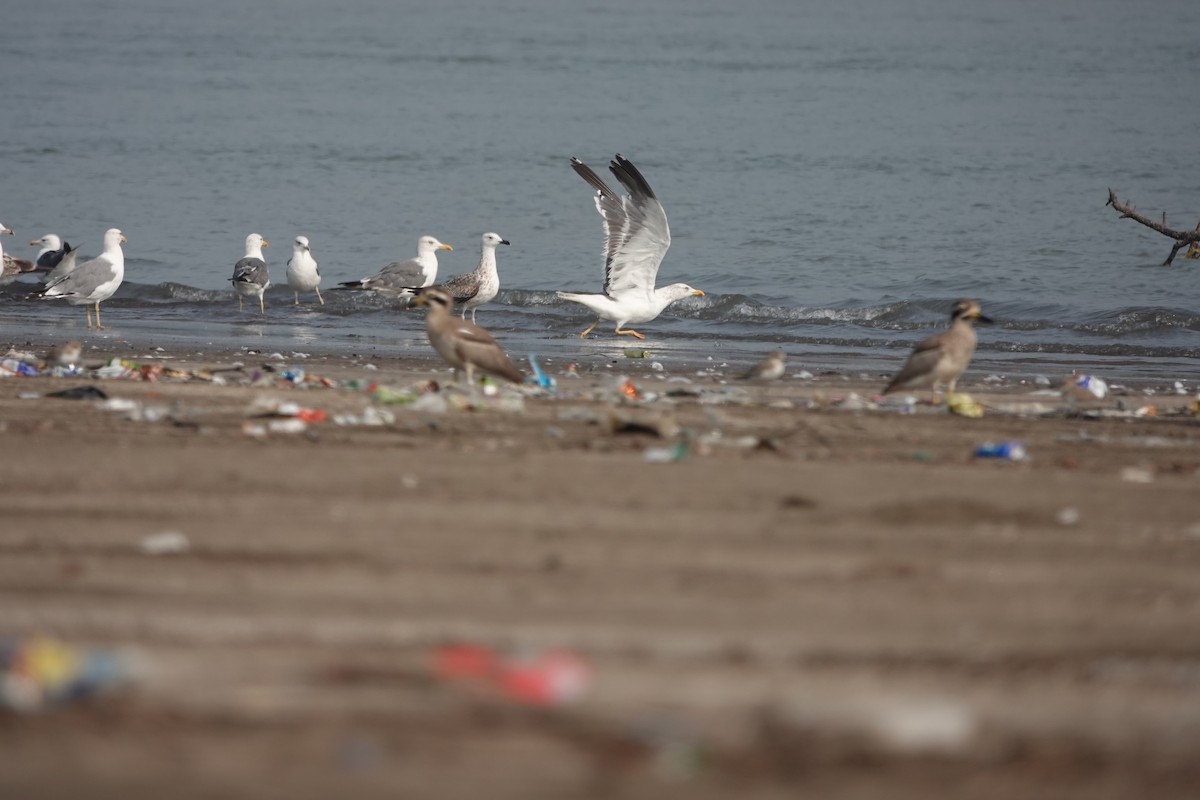 Zafferano - ML645799533