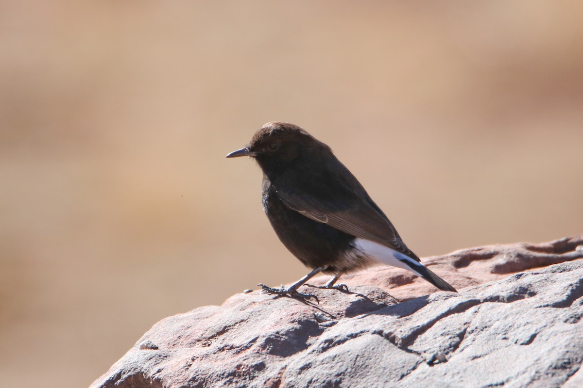 Black Wheatear - ML645799539