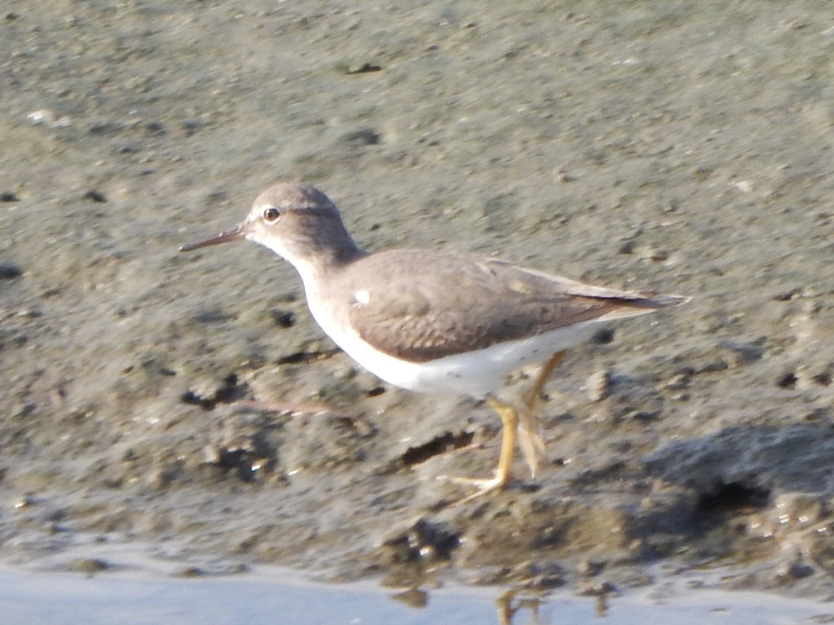 Benekli Düdükçün - ML645799541