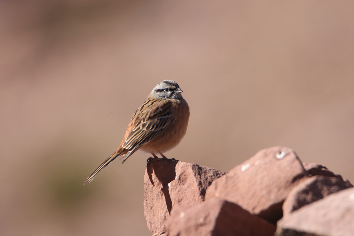 Rock Bunting - ML645799554