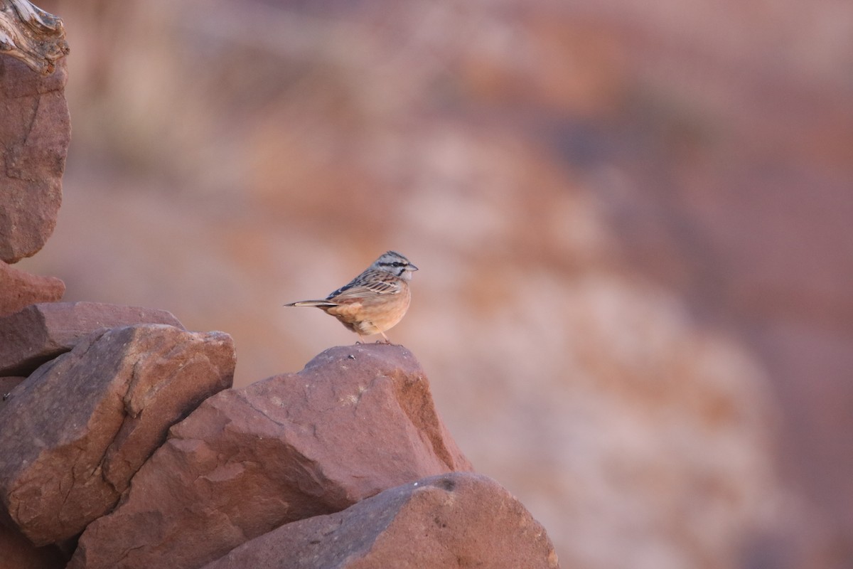 Rock Bunting - ML645799555