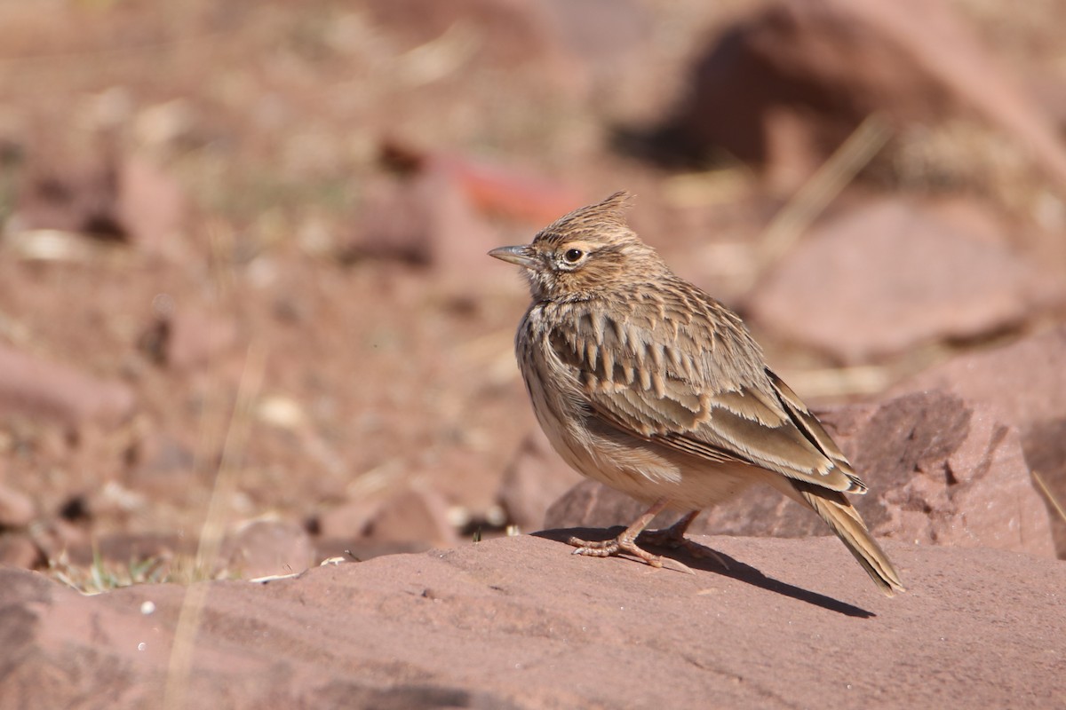 Thekla's Lark - ML645799584