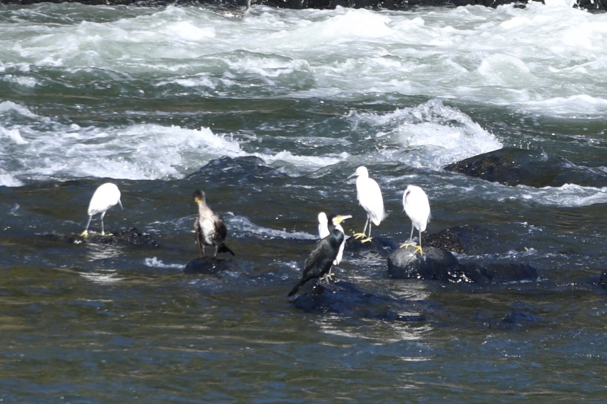 kormorán velký - ML645799629