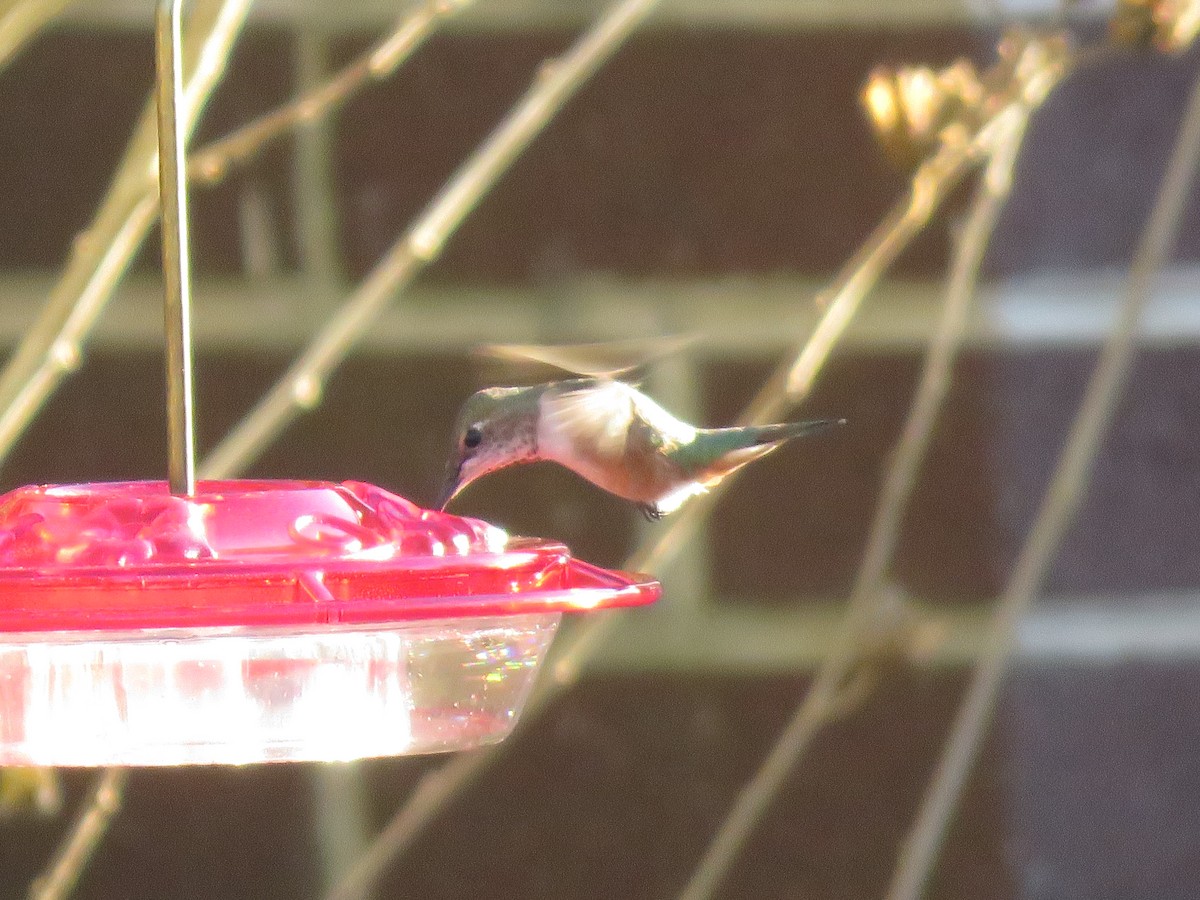 Rufous Hummingbird - ML645799637