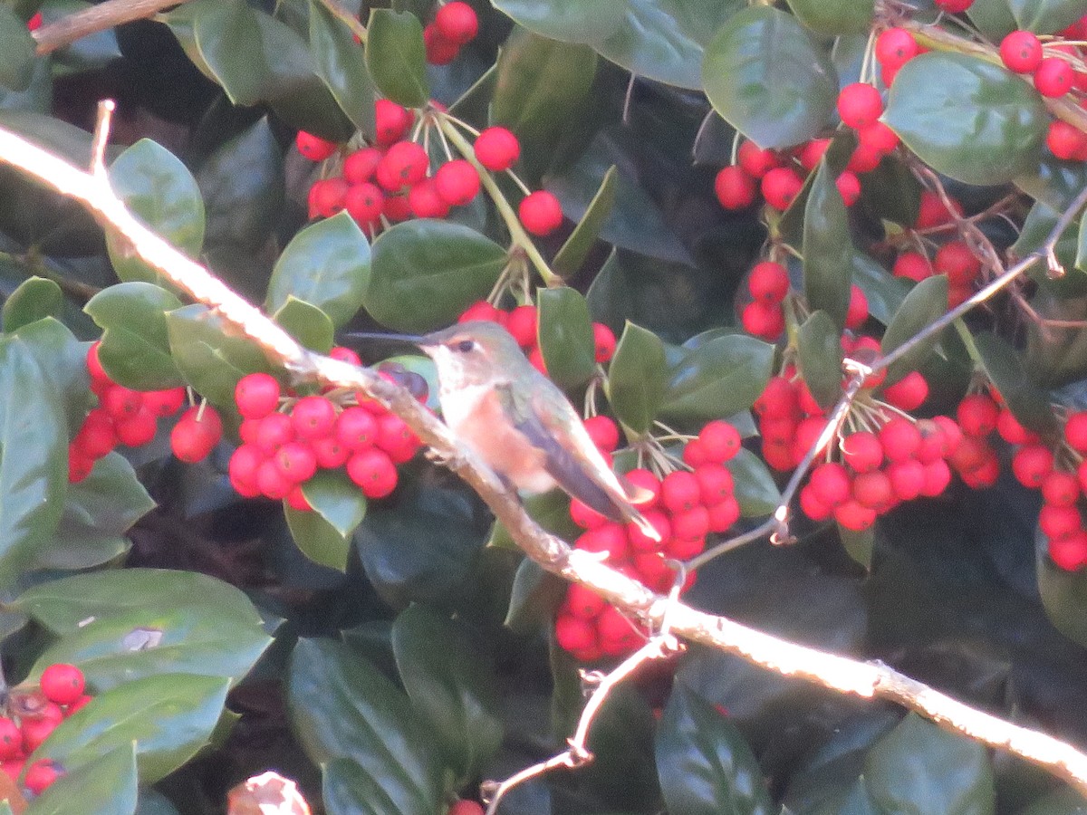 Rufous Hummingbird - ML645799645