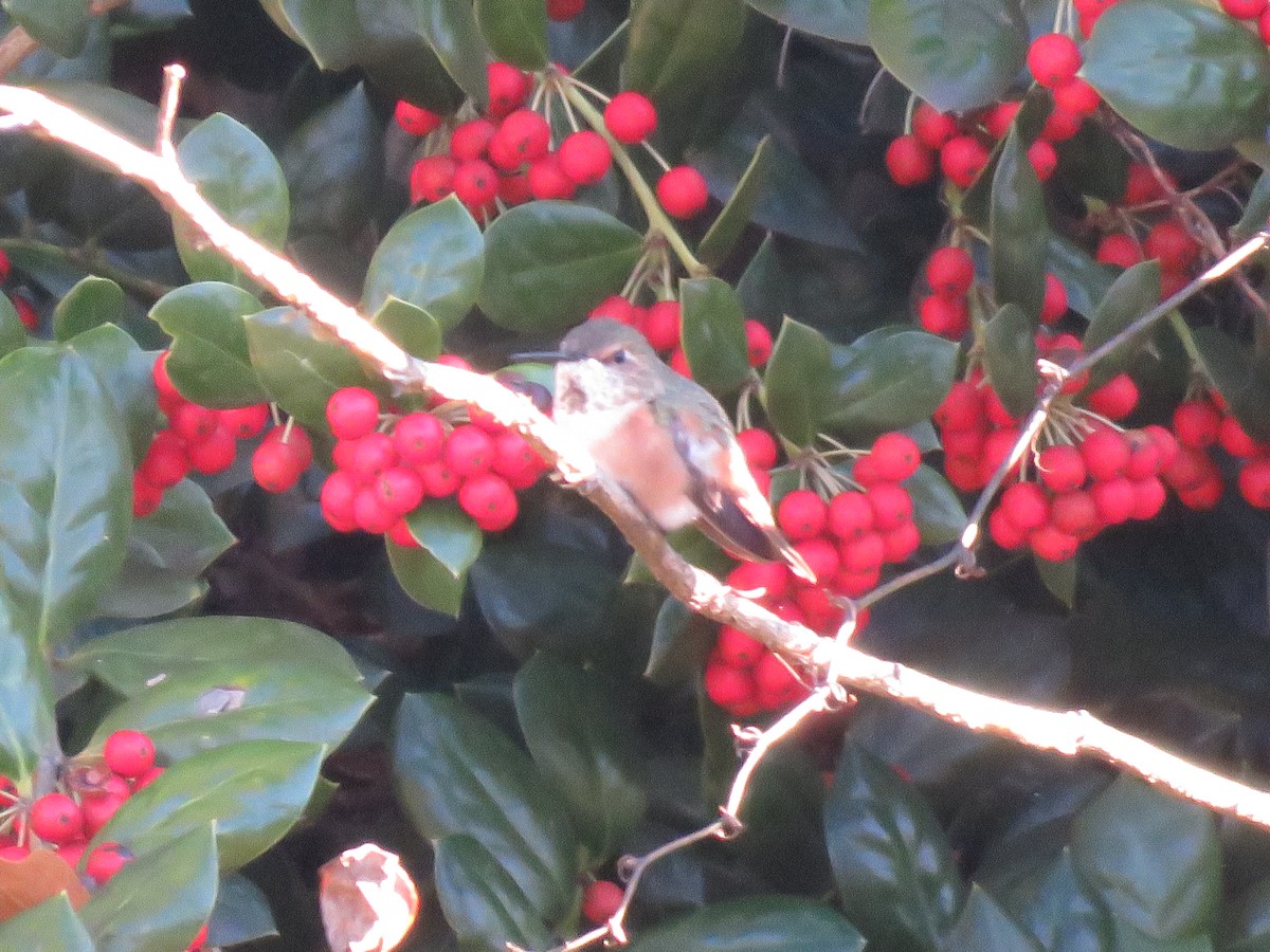 Rufous Hummingbird - ML645799647