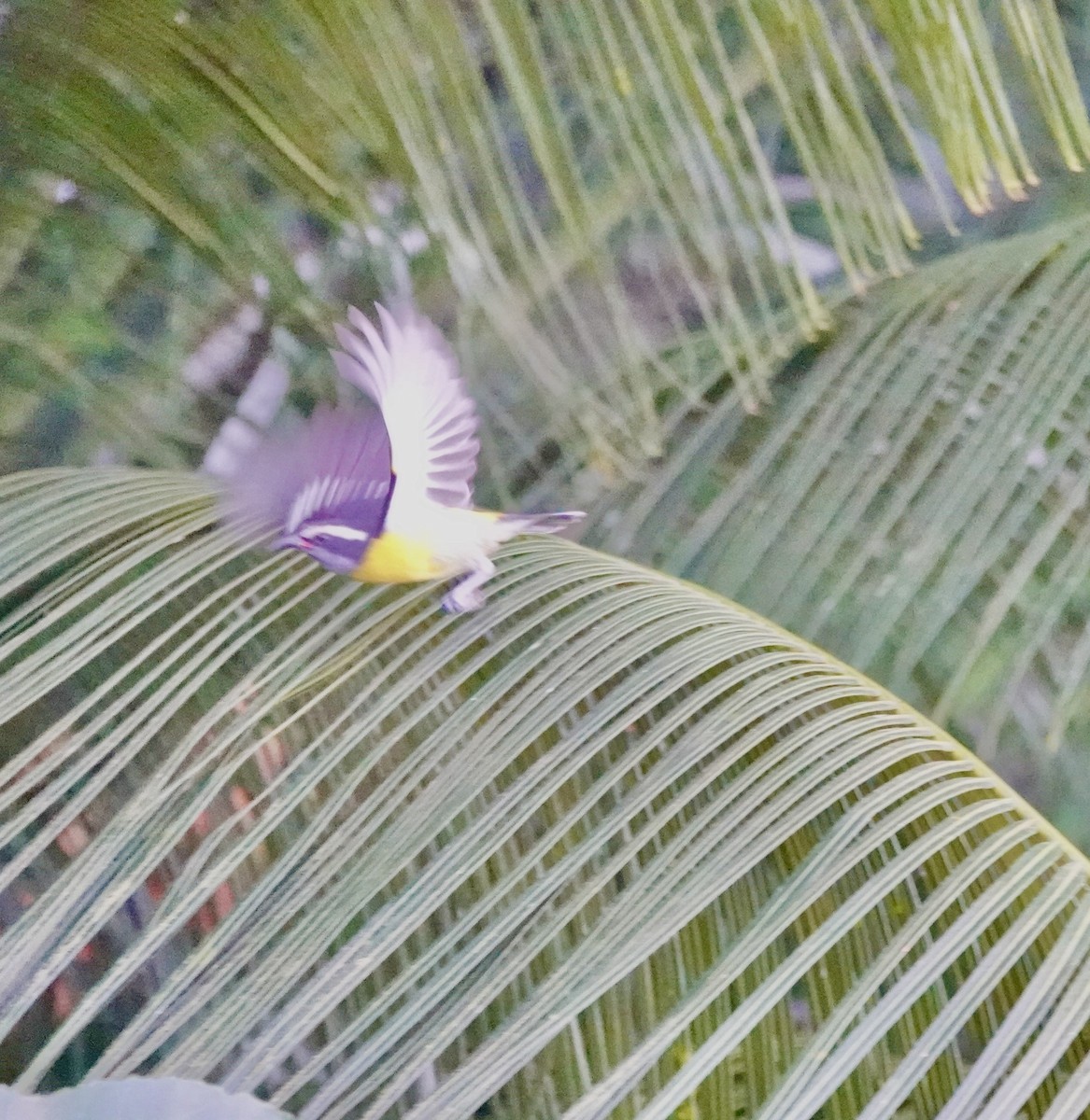 Sucrier à ventre jaune (groupe portoricensis) - ML645799649