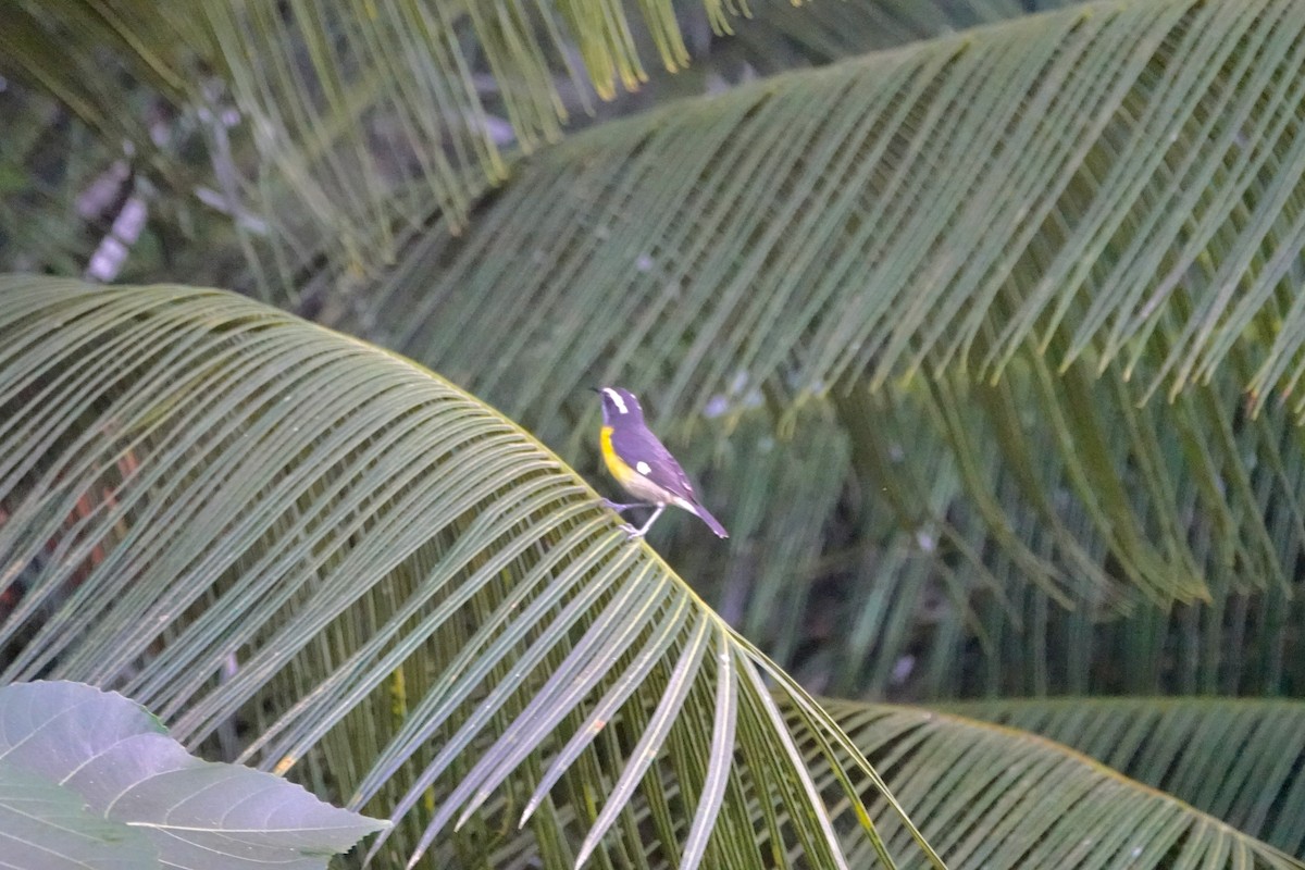 Sucrier à ventre jaune (groupe portoricensis) - ML645799650