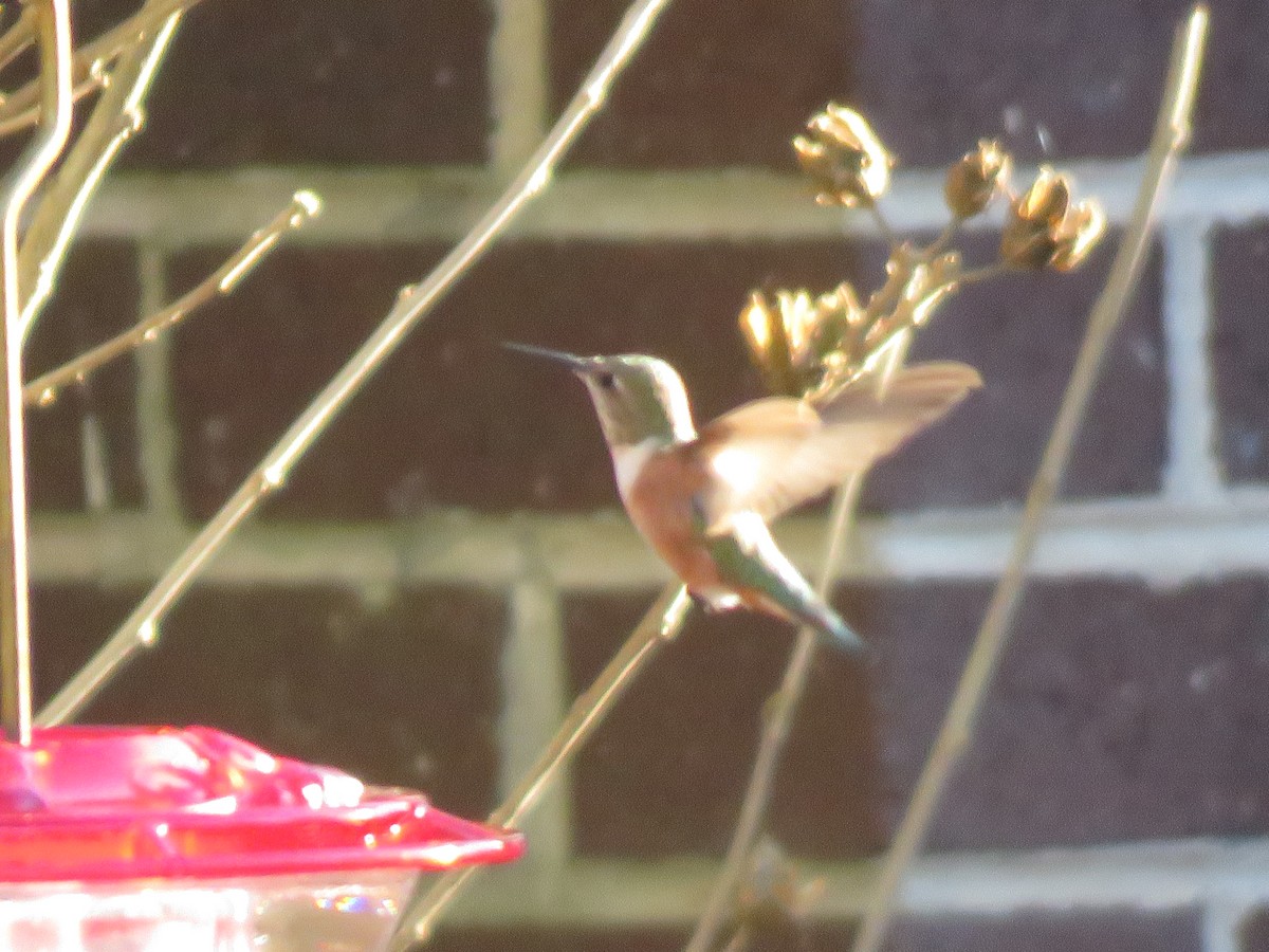 Rufous Hummingbird - ML645799651