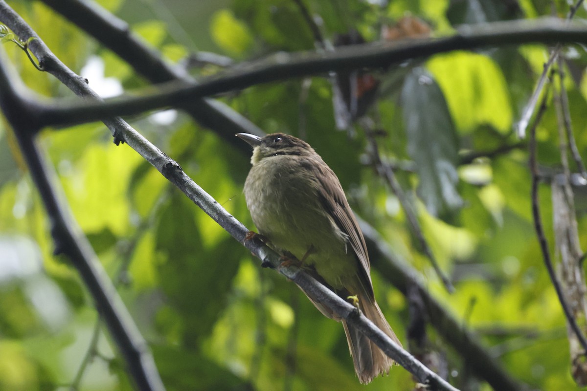 Finsch's Bulbul - ML645799652