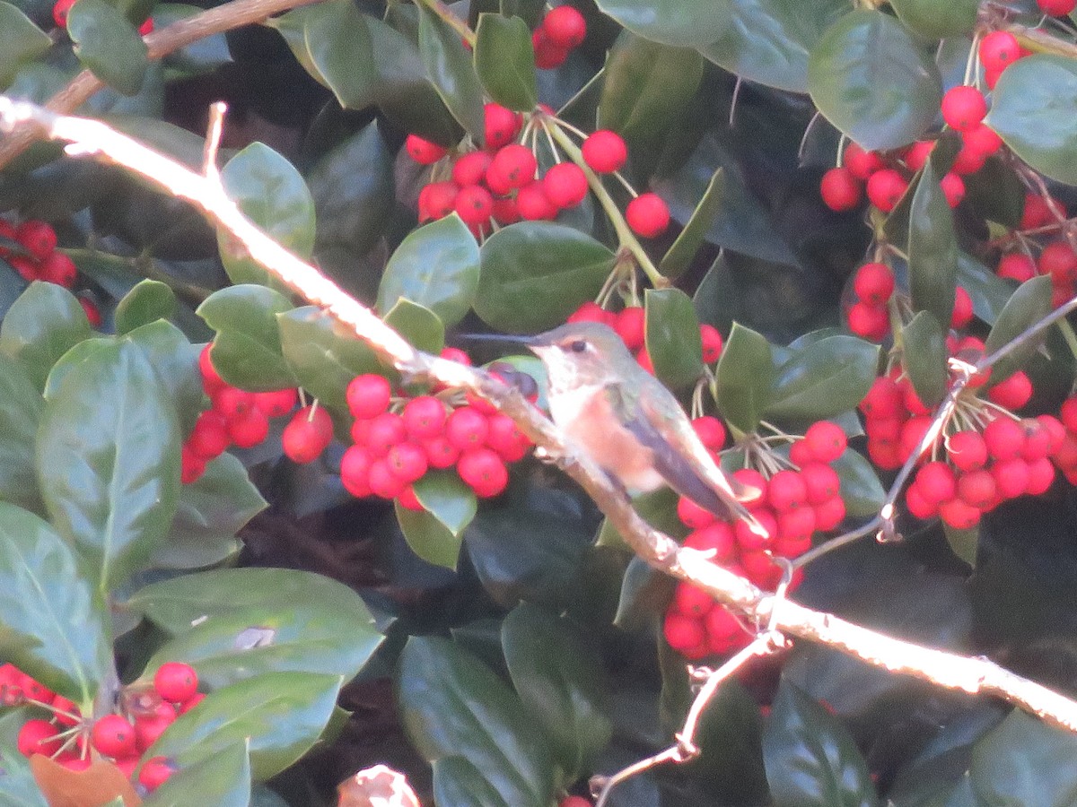 Rufous Hummingbird - ML645799653