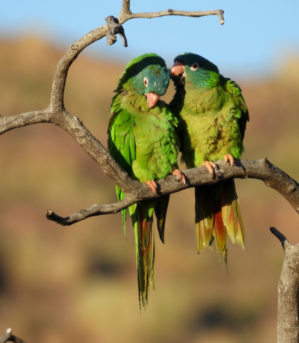 Blue-crowned Parakeet - ML645799655