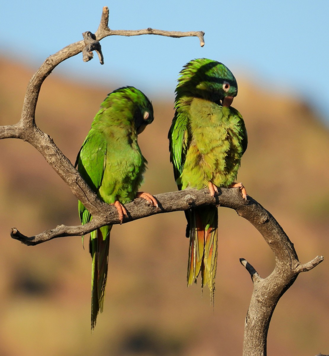 Blue-crowned Parakeet - ML645799656