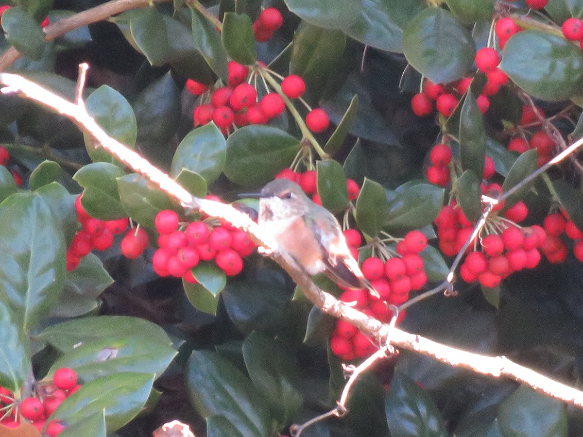 Rufous Hummingbird - ML645799659