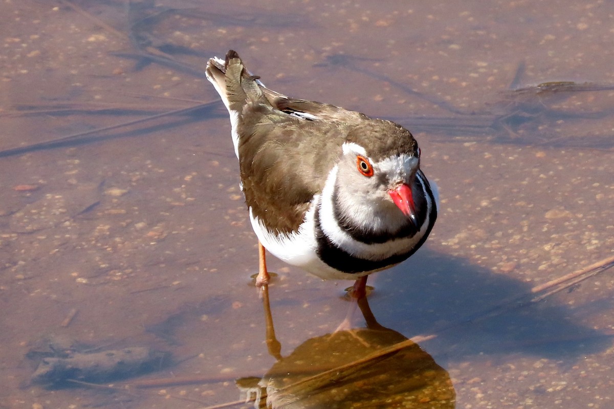 Three-banded Plover - ML645799665