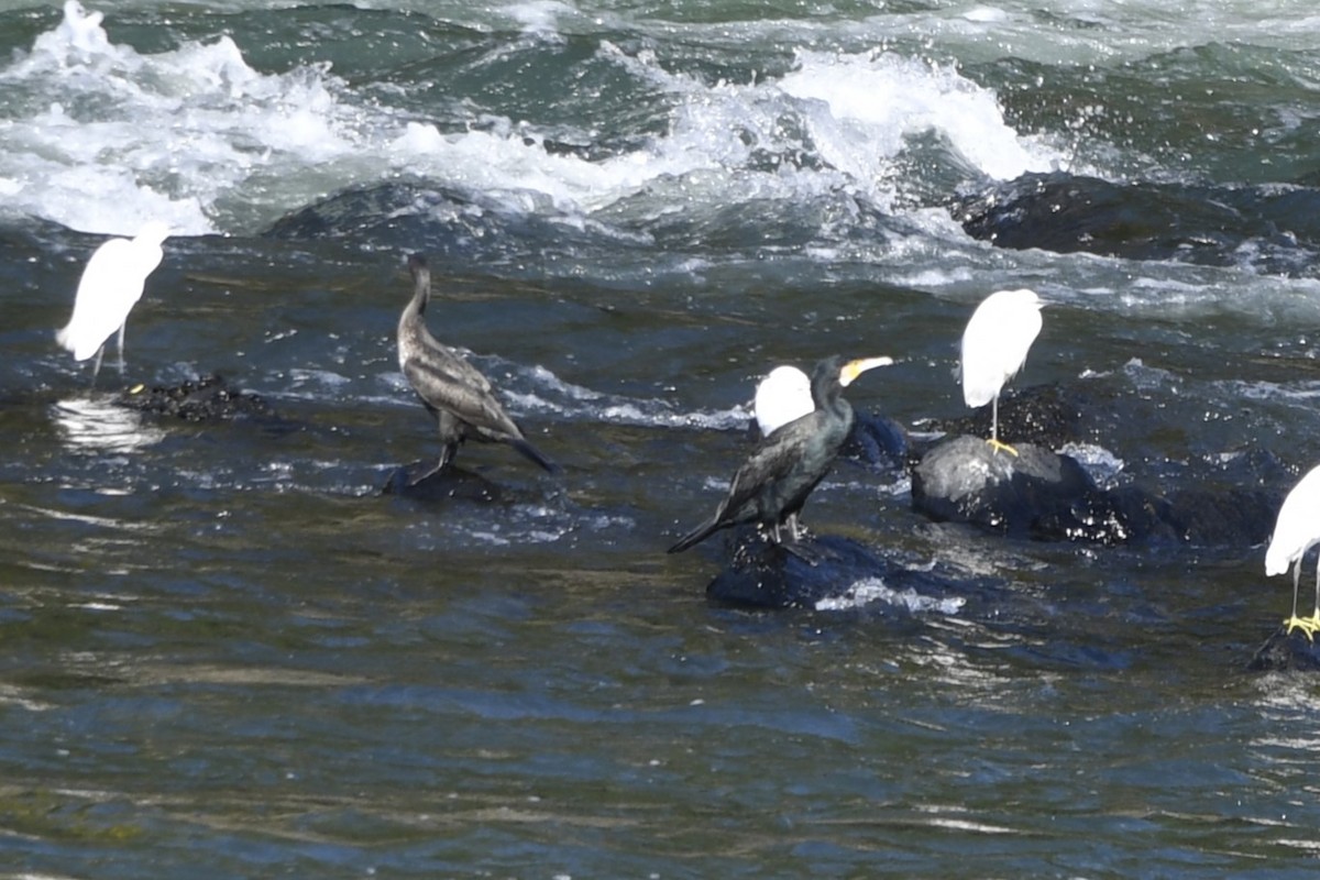 kormorán velký - ML645799670