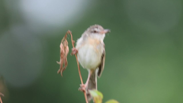 Буроголовая приния - ML645799676