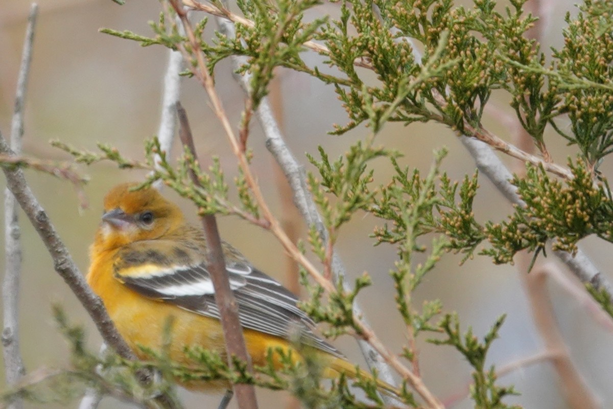 Балтиморский трупиал - ML645799691
