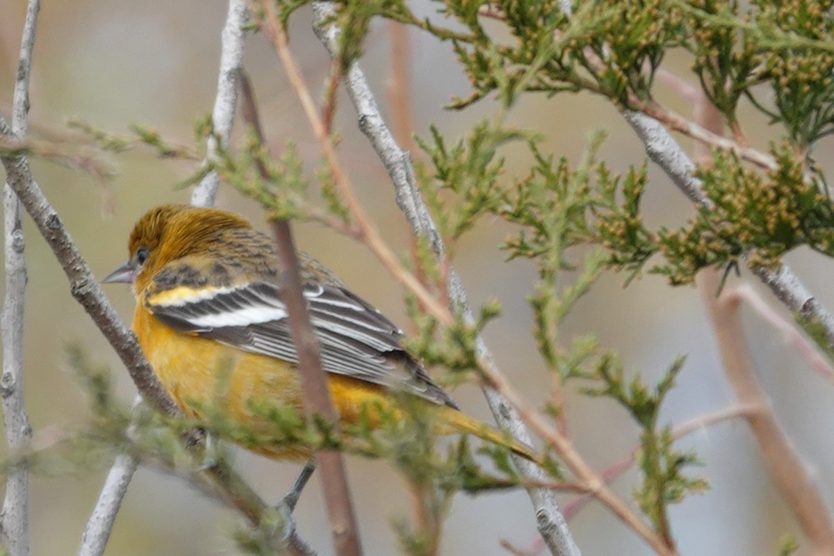 Балтиморский трупиал - ML645799692