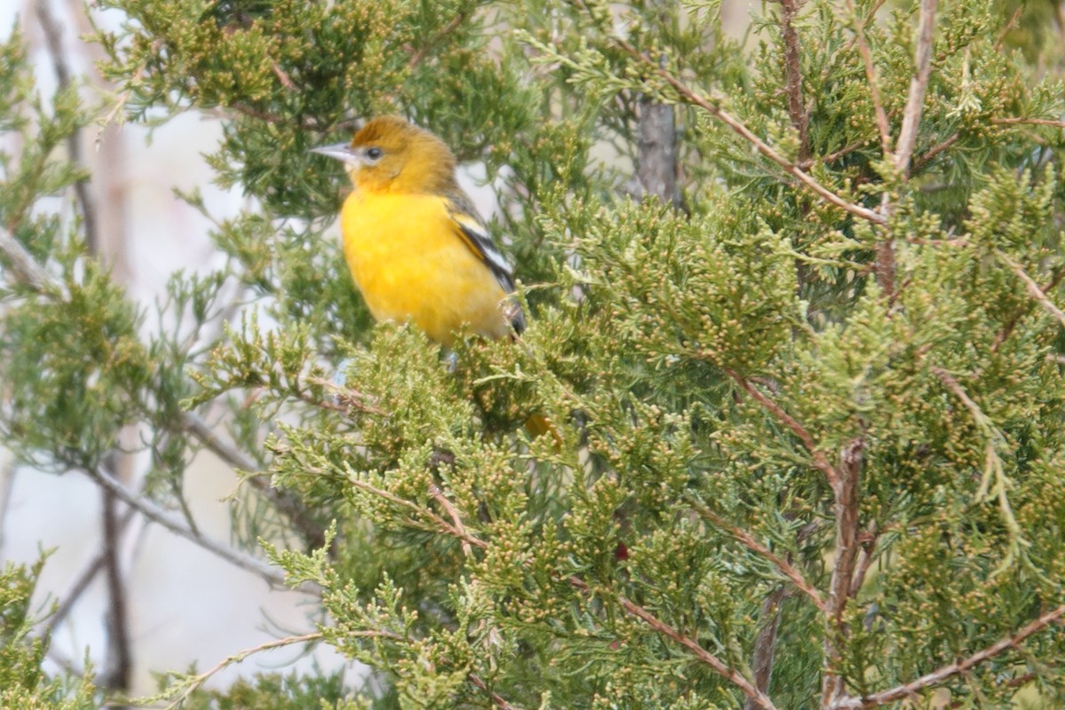 Балтиморский трупиал - ML645799693