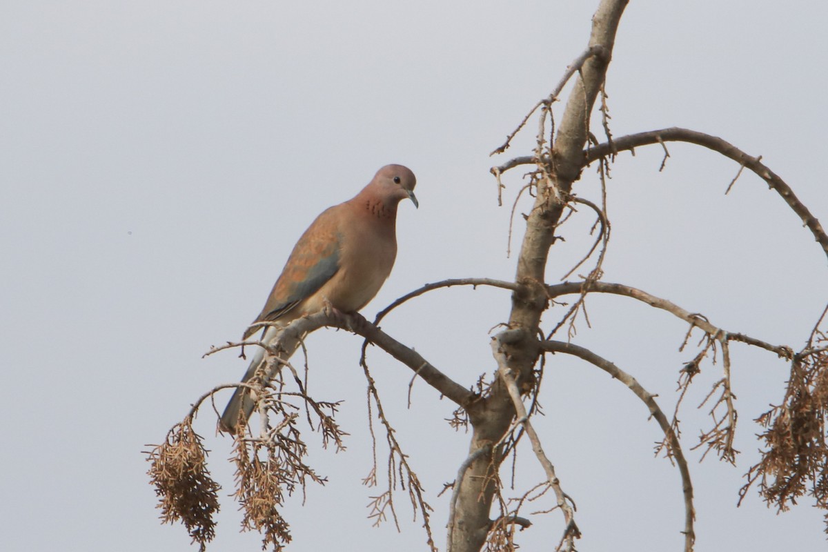 Laughing Dove - ML645799694