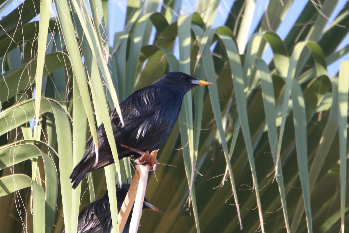 Einfarbstar - ML645799701