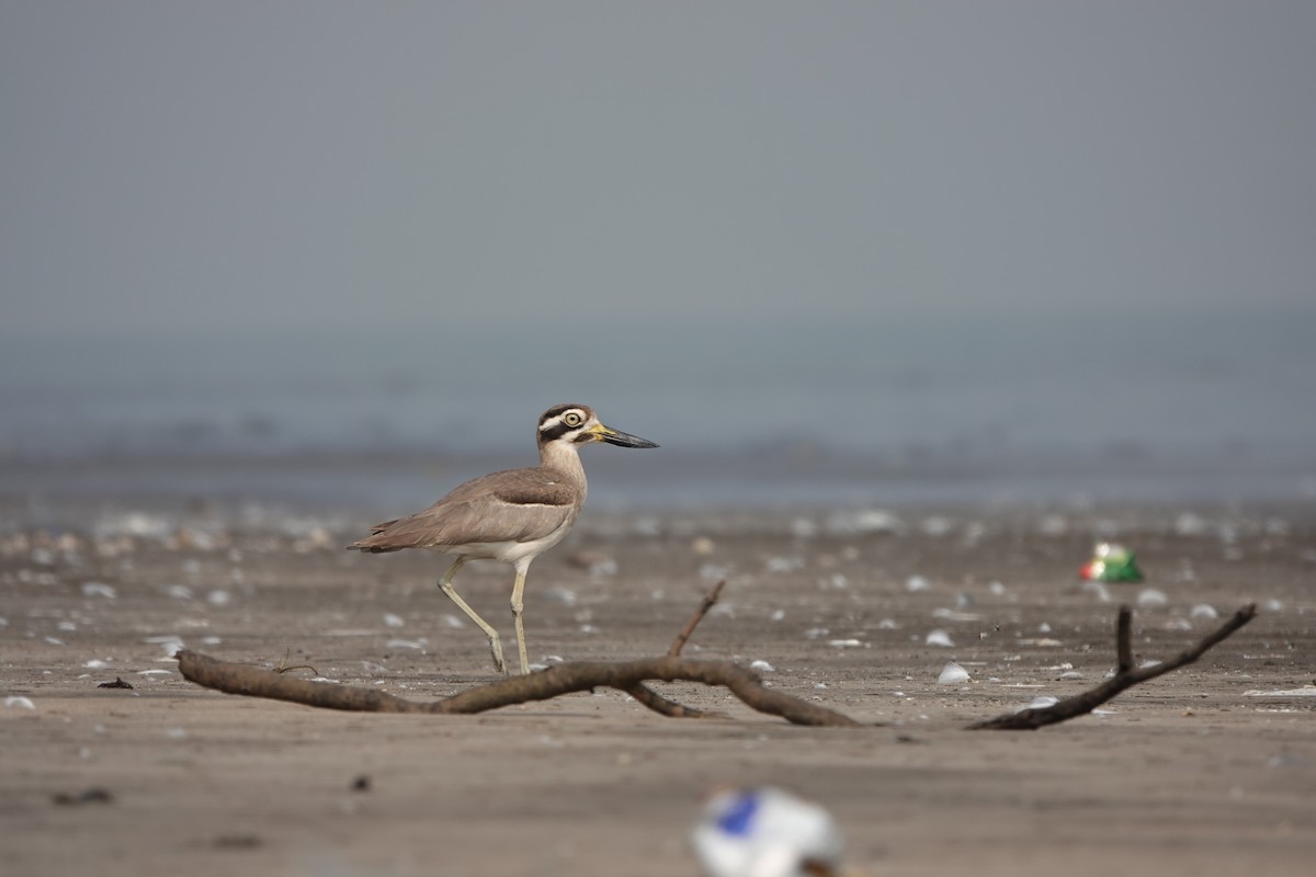 Great Thick-knee - ML645799707