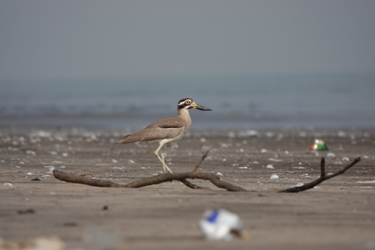 Great Thick-knee - ML645799708