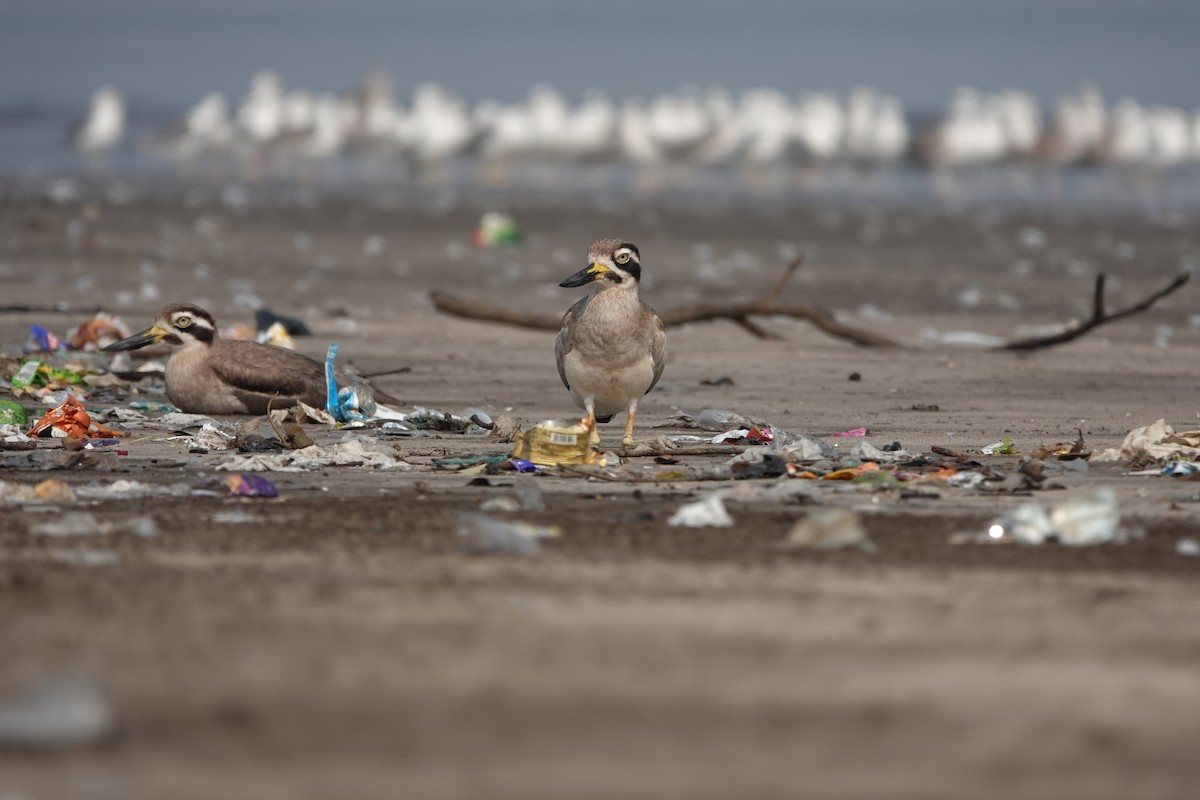 Great Thick-knee - ML645799709
