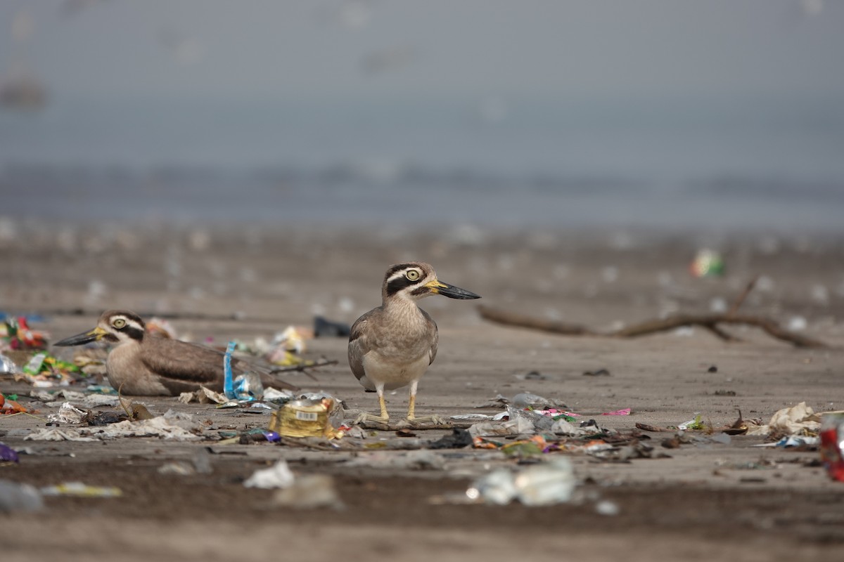 Great Thick-knee - ML645799710