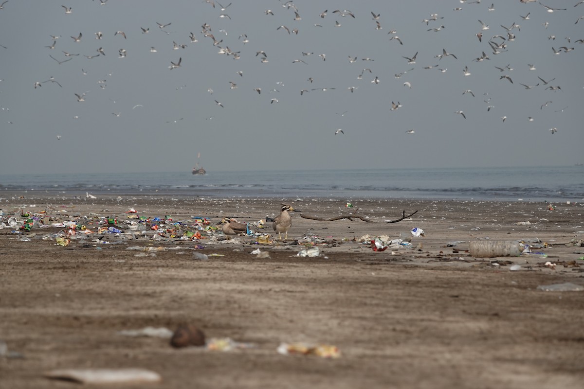 Great Thick-knee - ML645799711