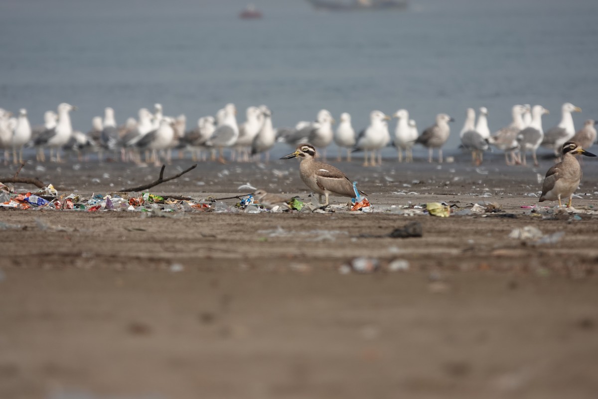 Great Thick-knee - ML645799712